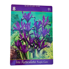 Set 8 bulbi iris, Purple Gem